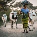 myanmar, woman, cow-4708901.jpg